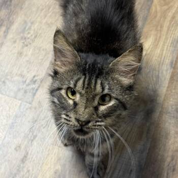 Marshall -  Domestic Medium Hair Cat for Adoption in Pottsville, Pennsylvania - Marshall | PetCurious