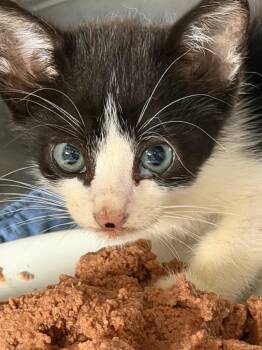 Freckle 26 -  Tuxedo and Domestic Short Hair Cat for Adoption in Brookhaven, Mississippi - Freckle 26 | PetCurious
