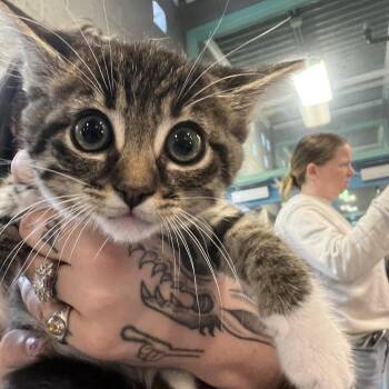 Remi -  Domestic Short Hair Cat for Adoption in Port Townsend, Washington - Remi | PetCurious