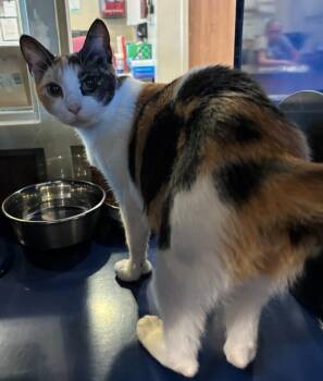 Beans Supreme -  Calico Cat for Adoption in Little Elm, Texas - Beans Supreme | PetCurious