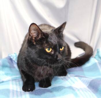Domestic Short Hair Cats Available for Adoption - TWYLA | PetCurious