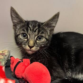 Chococat -  Domestic Short Hair Cat for Adoption in Phoenix, Arizona - Chococat | PetCurious
