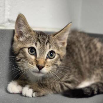 Lagos -  Domestic Short Hair Cat for Adoption in Sarasota, Florida - Lagos | PetCurious