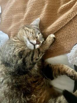 Domestic Short Hair Cats Available for Adoption in Arthur, Ontario - Lucky Loonie | PetCurious