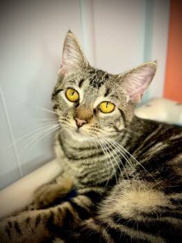 Rescue Domestic Short Hair Cats for Adoption in Waynesville, Missouri - Violet | PetCurious