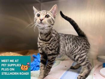 Domestic Short Hair Cats Available for Adoption in Fort Wayne, Indiana - WILLOW | PetCurious