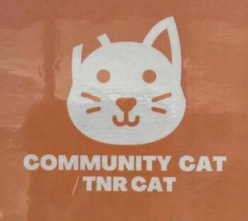 59741602 -  Domestic Short Hair Cat for Adoption in El Paso, Texas - 59741602 | PetCurious
