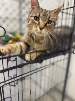 Domestic Short Hair Cats Available for Adoption in Auburn, Indiana - Method Man | PetCurious
