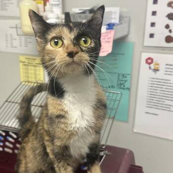 Sweet Tea -  Domestic Short Hair Cat for Adoption in Concord, North Carolina - Sweet Tea | PetCurious