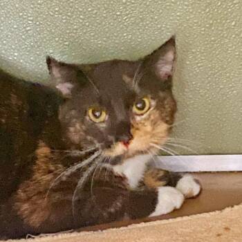 Domestic Short Hair Cats Available for Adoption - Tillybean | PetCurious