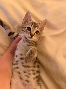 LINUS -  Domestic Short Hair Cat for Adoption in Holbrook, New York - LINUS | PetCurious