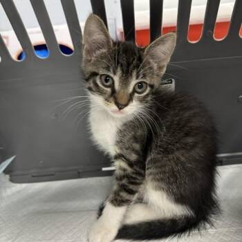 Piper -  Domestic Short Hair Cat for Adoption in Indianapolis, Indiana - Piper | PetCurious