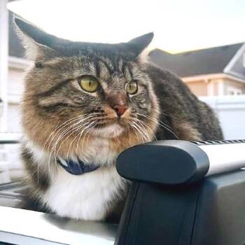 Tabby Cats Available for Adoption - Totoro | PetCurious