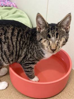 Stevie -  Domestic Short Hair Cat for Adoption in Jacksonville, Florida - Stevie | PetCurious