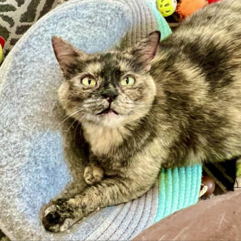 Rescue Domestic Short Hair Cats for Adoption in St. Louis, Missouri - Pelican | PetCurious