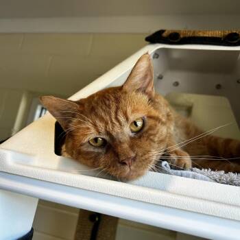 Sweetie FKA Pot Roast -  Domestic Short Hair Cat for Adoption in Chesapeake, Virginia - Sweetie FKA Pot Roast | PetCurious