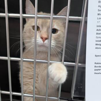 Domestic Short Hair Cats Available for Adoption in Canton, Illinois - Oden | PetCurious