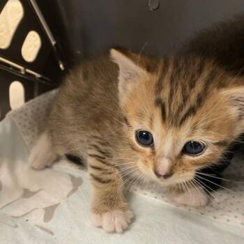 Nebula -  Domestic Medium Hair Cat for Adoption in Memphis, Tennessee - Nebula | PetCurious