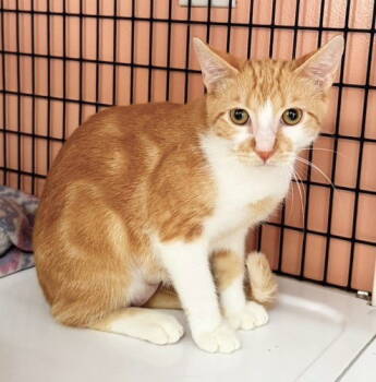 Rescue Domestic Short Hair Cats for Adoption in Seal Beach, California - Kitten Frick | PetCurious