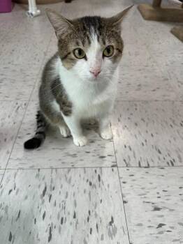 Domestic Short Hair Cats Available for Adoption in Minneapolis, Minnesota - Quincy | PetCurious
