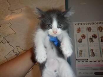 A1404828 -  Domestic Short Hair Cat Available for Adoption in San Jose, California - A1404828 | PetCurious