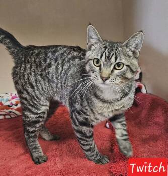 Domestic Short Hair Cats Available for Adoption - Twitch | PetCurious