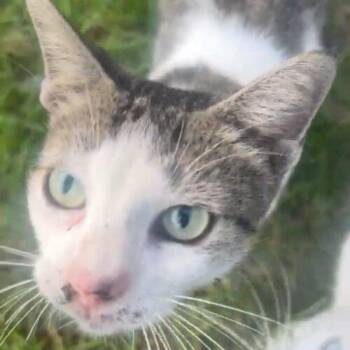 Annabel -  Domestic Short Hair Cat for Adoption in Tampa, Florida - Annabel | PetCurious