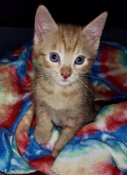 Rescue Domestic Short Hair Cats for Adoption in Columbia, South Carolina - Gardner | PetCurious