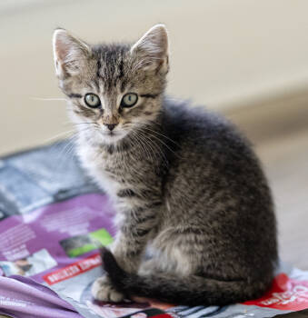 Rescue Domestic Short Hair Cats for Adoption in Chapel Hill, North Carolina - Marble Cake | PetCurious