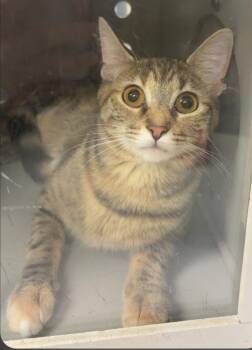 Domestic Medium Hair Cats Available for Adoption in Greenfield, Indiana - Loofa | PetCurious