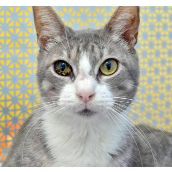 Rhydon -  Domestic Short Hair and Tiger Cat for Adoption in Sanford, Florida - Rhydon | PetCurious
