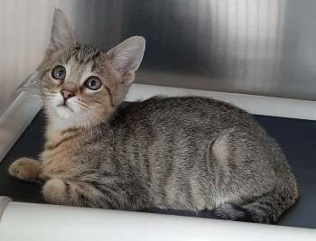 Domestic Short Hair Cats Available for Adoption in Georgetown, Ohio - Nani | PetCurious