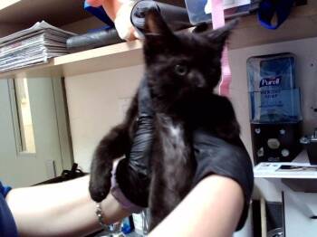 LEVI -  Domestic Short Hair Cat for Adoption in Martinez, California - LEVI | PetCurious