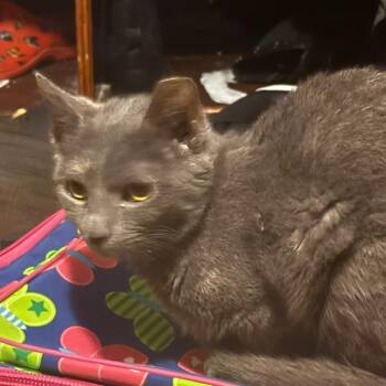 Luna -  Domestic Short Hair Cat for Adoption in Ringtown, Pennsylvania - Luna | PetCurious