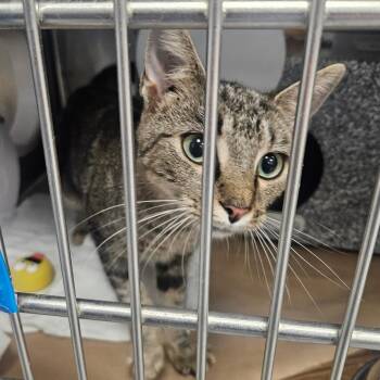 Ms. Biscuits -  Domestic Short Hair Cat for Adoption in Greenville, South Carolina - Ms. Biscuits | PetCurious