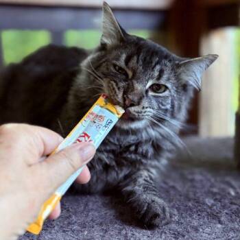 Hamlet -  Maine Coon and Domestic Medium Hair Cat for Adoption in Knoxville, Tennessee - Hamlet | PetCurious