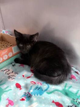 Remington -  Domestic Short Hair Cat for Adoption in Pierceton, Indiana - Remington | PetCurious