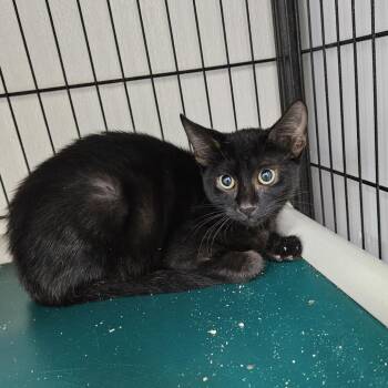 Smirnoff -  Domestic Short Hair Cat for Adoption in Ridgely, Maryland - Smirnoff | PetCurious