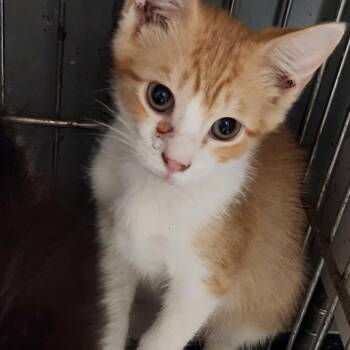 Cheddar K45877 -  Domestic Short Hair Cat for Adoption in Corsicana, Texas - Cheddar K45877 | PetCurious
