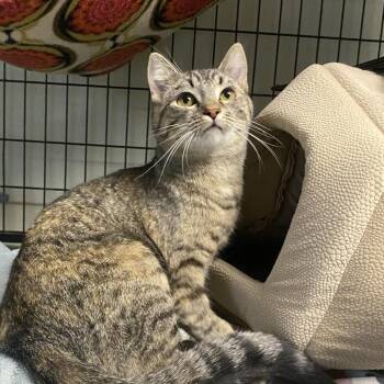 Posey -  Domestic Short Hair Cat Available for Adoption in Fletcher, North Carolina - Posey | PetCurious