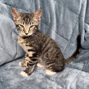 Kars -  Domestic Short Hair Cat for Adoption in Ashland, Oregon - Kars | PetCurious