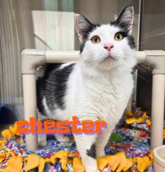 Chester -  Domestic Medium Hair Cat for Adoption in Nevada, Iowa - Chester | PetCurious
