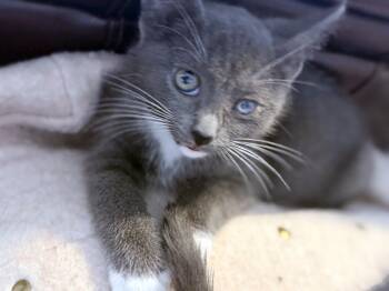 Patch -  Domestic Short Hair Cat for Adoption in Lake Monroe, Florida - Patch | PetCurious