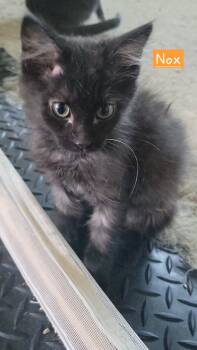 Rescue Domestic Short Hair Cats for Adoption in Ogden, Utah - Nox | PetCurious