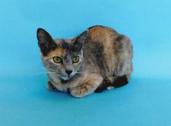 Domestic Short Hair Cats Available for Adoption - MATILDA | PetCurious