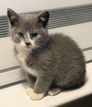 Rescue Domestic Long Hair Cats for Adoption in Chesapeake, Virginia - Philly Kitten | PetCurious