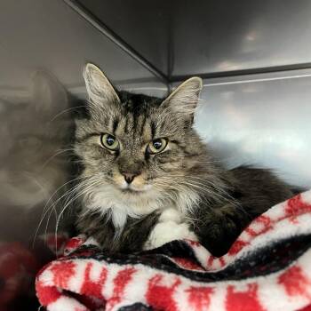 Clawdia -  Domestic Long Hair and Extra Toes Cat Hemingway Polydactyl Cat for Adoption in Harrisonburg, Virginia - Clawdia | PetCurious