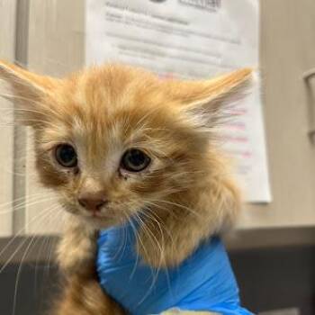 Domestic Short Hair Cats Available for Adoption in Las Vegas, Nevada - PEANUT BUTTER | PetCurious