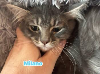 Milano - Not at shelter (Kori) -  Domestic Medium Hair Cat for Adoption in Rustburg, Virginia - Milano - Not At Shelter (Kori) | PetCurious