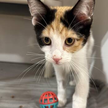 Pegasus -  Domestic Short Hair Cat for Adoption in Puslinch, Ontario - Pegasus | PetCurious